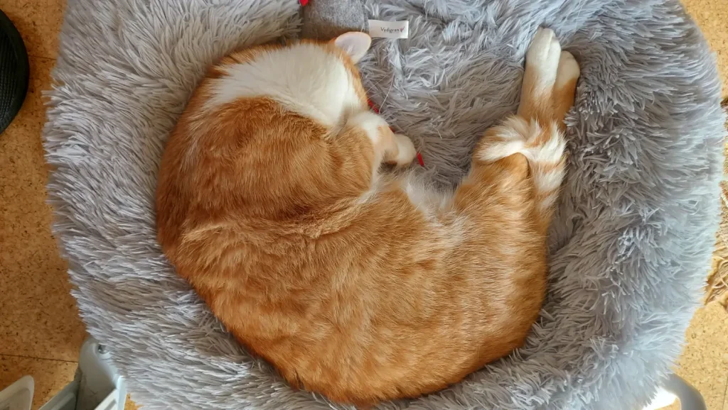 Защо Котката ми Хърка